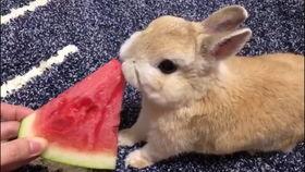 动物兔子吃瓜视频,瓜果盛宴欢乐多