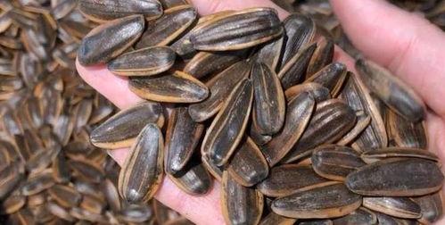 吃瓜子吃什么瓜,吃瓜子，品味不同瓜果的甜蜜时光