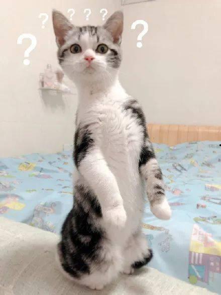 猫咪吃瓜的歌曲,一首萌趣歌曲带你领略喵星人的趣味生活