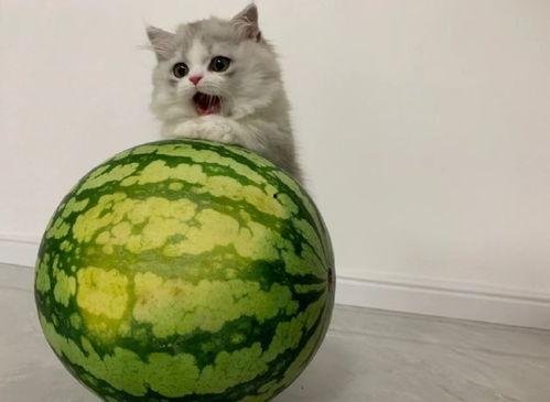 喵咪吃瓜