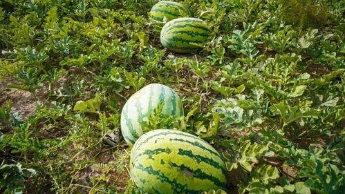 莱阳市吃瓜,探寻莱阳特色美食之旅